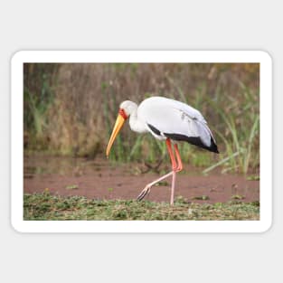 Yellow-billed Stork Feeding Sticker